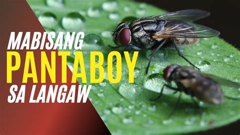 mabisang pantaboy sa langaw|Paghahalaman na Walang Bug: 20 Maraming Nagagawang .